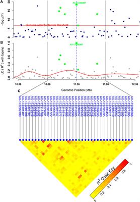 Genetic Basis for Resistance Against Viral Nervous Necrosis: GWAS and Potential of Genomic Prediction Explored in Farmed European Sea Bass (Dicentrarchus labrax)